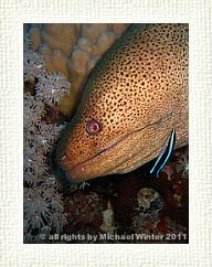 Giant Moray3